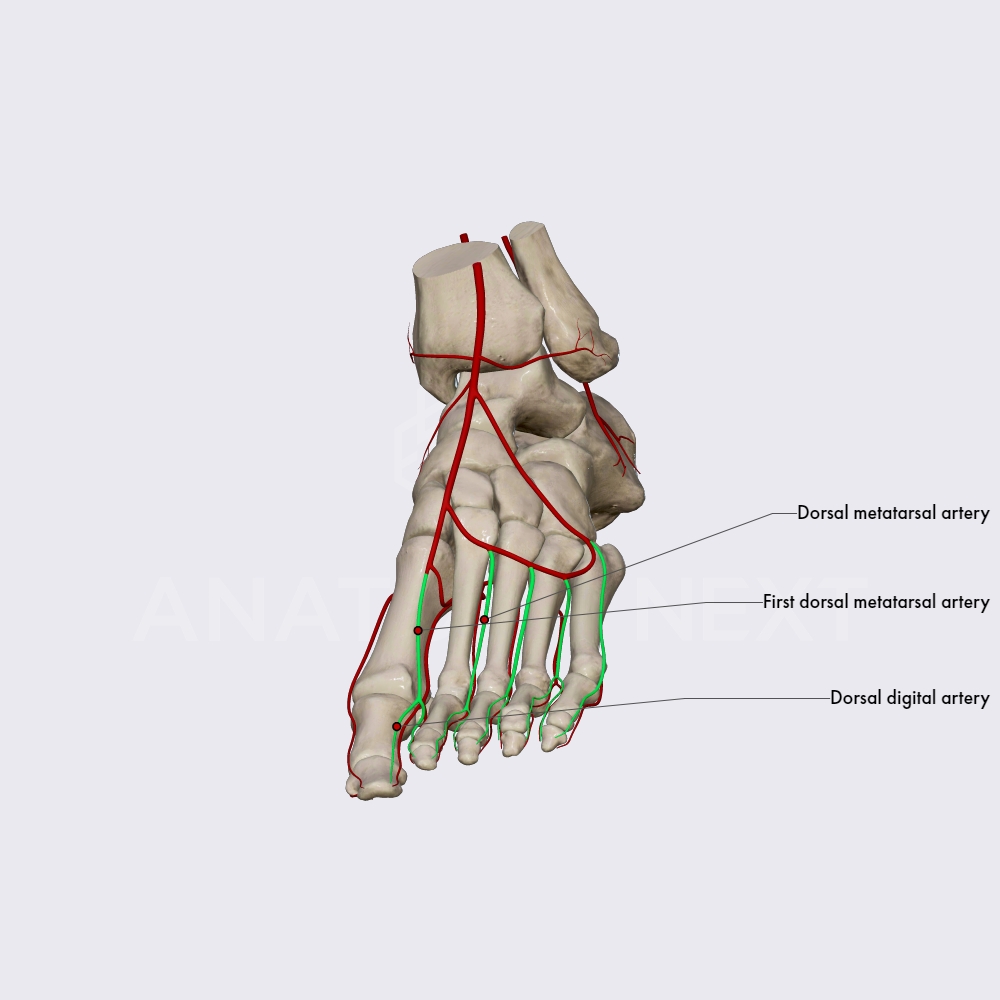 Dorsal metatarsal and dorsal digital arteries